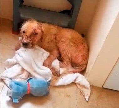 Cachorro com pele queimada Cachorro com pele queimada
