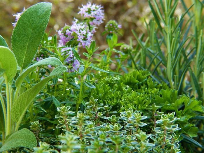 Medicinal plants